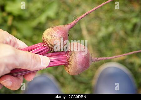 Mann hält frisch geerntete Rüben in der Hand. Nahaufnahme. Stockfoto