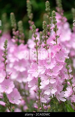 Große Bonbon rosa Blüten von Sidalcea 'Sussex Beauty'. Prairie Mallow 'Sussex Beauty'. Stockfoto