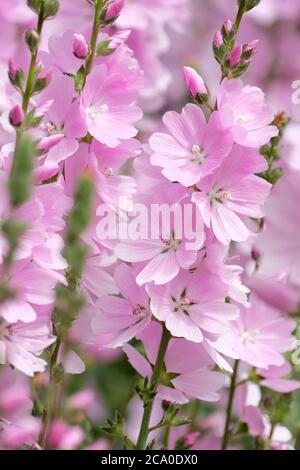 Große Bonbon rosa Blüten von Sidalcea 'Sussex Beauty'. Prairie Mallow 'Sussex Beauty'. Stockfoto