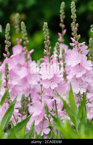 Große Bonbon rosa Blüten von Sidalcea 'Sussex Beauty'. Prairie Mallow 'Sussex Beauty'. Stockfoto