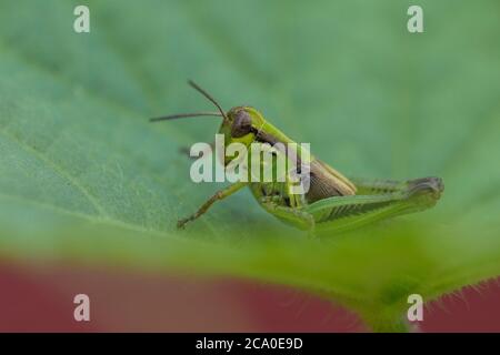 Spornkehlchen Heuschrecken, Gattung Melanoplus Stockfoto