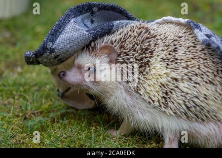 Ein entzückender afrikanischer Weißbauchigel oder Vierzäuchiger, der sich draußen unter einem Tuch auf Gras versteckt. Stockfoto