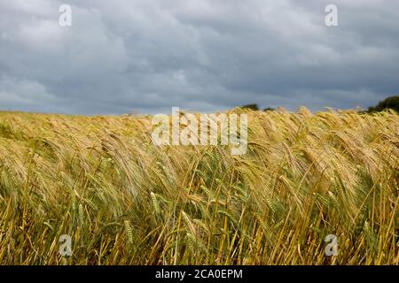 Ein goldenes Gerstenfeld auf einer Farm in Irland Stockfoto