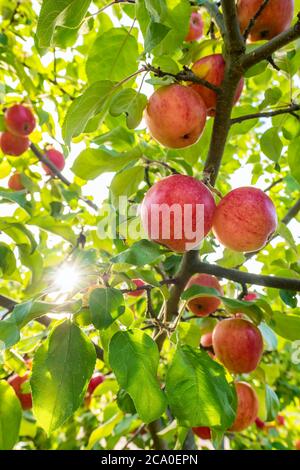 Rote Äpfel am apfelbaum Stockfoto