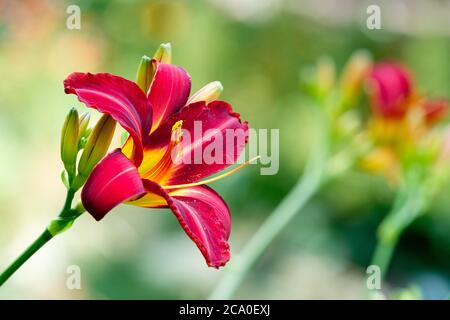 Einzelne scharlachrote, lilienartige Blume von Hemerocallis 'Stafford'. Taglilie 'Stafford' mit unfokussieren grünen Hintergrund Stockfoto