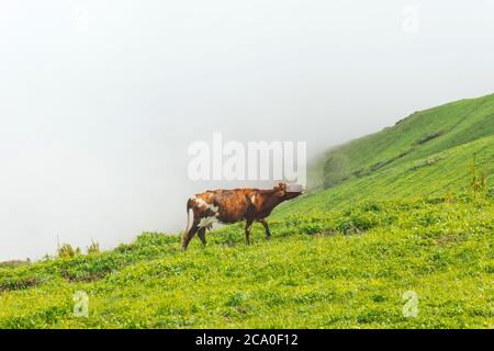 Mooing Kuh auf den Hängen der alpinen Wiesen in den Bergen zwischen den Wolken Stockfoto