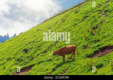 Mooing Kuh auf den Hängen der alpinen Wiesen in den Bergen zwischen den Wolken Stockfoto