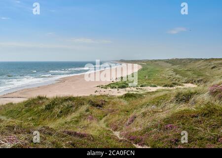 FORVIE SANDS NATIONAL NATURE RESERVE COLLIESTON SCHOTTLAND WEG DURCH DIE LILA HEIDE ZU FORVIE SANDS DER WICHTIGSTE SANDSTRAND Stockfoto