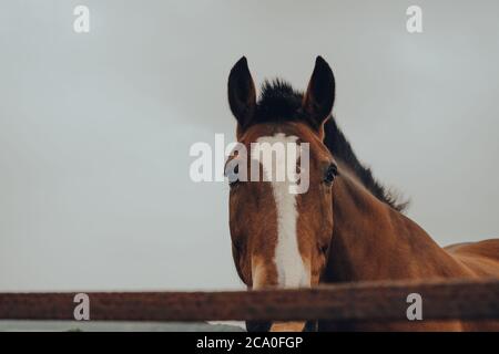 Nahaufnahme eines Pferdes, das die Kamera über den Zaun in Cotswolds, Großbritannien, anschaut. Stockfoto