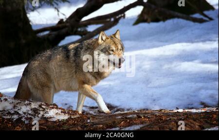 Ein einsamer Holzwolf oder Grauer Wolf Canis lupus beim Wandern im fallenden Winterschnee Bayerischer Wald. Stockfoto