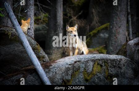 Ein einsamer Holzwolf oder Grauer Wolf Canis lupus steht auf einem Stein und wacht. Stockfoto