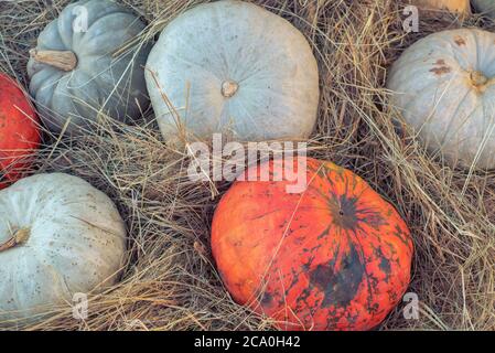 Muster von orangefarbenen Kürbissen auf grünem Gras. Herbsternte Konzept Stockfoto