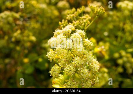 Leuchtend gelbe Blüten vor verschwommenem Grün. Stockfoto