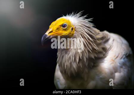 Großer Vogel ägyptischer Geier Neophron percnopterus auf dunklem Hintergrund. Stockfoto