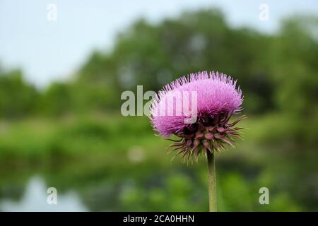 Eine einzelne Moschusdistel in Blüte vor einem grünen, verschwommenen Hintergrund Stockfoto