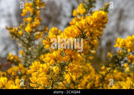 Gelbe Blüten auf einem Ginsterbusch in Sussex Stockfoto