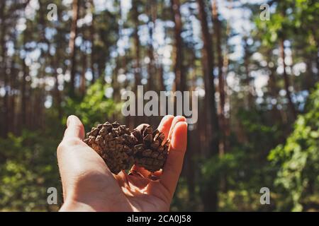 Hand hält Tannenzapfen aus der Nähe im Wald. Stockfoto