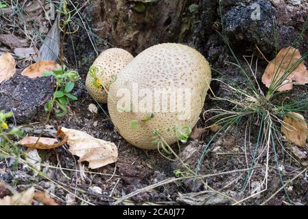 Skleroderma citrinum, gewöhnlicher Erdballpilz in der Nähe von Gras Stockfoto