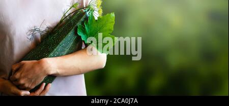 Landwirt mit Ernte von Zucchini oder Zucchini Obst. Guter Geschmack mit Dill. Anbaugemüse, Landwirtschaft, Erntekonzept. Bio-Lebensmittel. Banner, kopieren Sie Platz für Ihren Text. Stockfoto