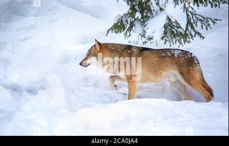 Ein einsamer Holzwolf oder Grauer Wolf Canis lupus beim Wandern im fallenden Winterschnee Bayerischer Wald. Stockfoto