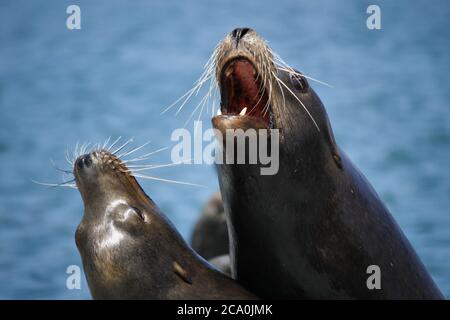 Nahaufnahme von zwei Seelöwen. Ein anderer hat den Mund geöffnet. Stockfoto