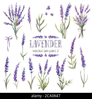 Set von Vektor-Illustrationen von Lavendel. Aquarell handbemalt. Blumen, Zweige und Blumensträuße aus Lavendel. Provence Stock Vektor