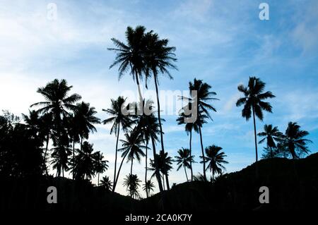 Idyllische tropische Palmen Silhouette vor blauem Himmel Stockfoto