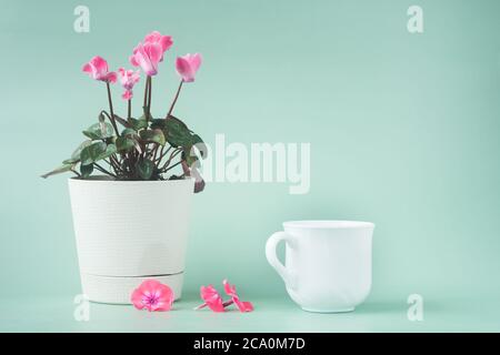 Eine Tasse Tee und eine Cyclamen Blume in einem weißen Topf auf einem grau-grünen Hintergrund Stockfoto