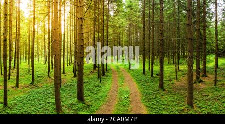 Waldpanorama am sonnigen Sommertag. Stockfoto