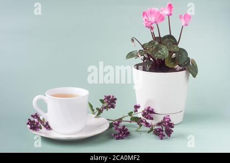Eine Tasse Tee mit einer Oregano-Blume und einer Cyclamen-Blume in einem weißen Topf steht auf dem Tisch auf einem grau-grünen Hintergrund. Stockfoto