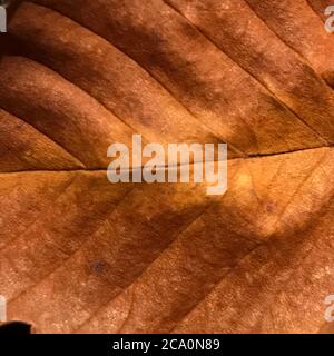 Eine Nahaufnahme eines Blattes Stockfoto