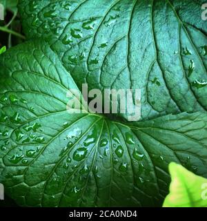 Nahaufnahme eines nassen Blattes Stockfoto