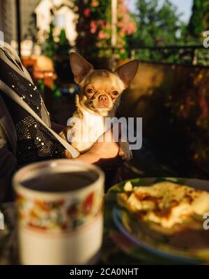 chihuahua sitzt am Tisch in den Armen des Besitzers Stockfoto