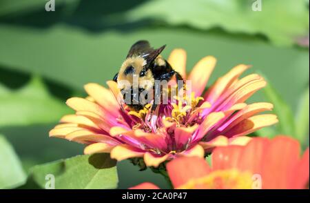 Nahaufnahme der Bumble Bee Fütterung von roten und gelben Zinnia Blume im Sommergarten, Kanada Stockfoto