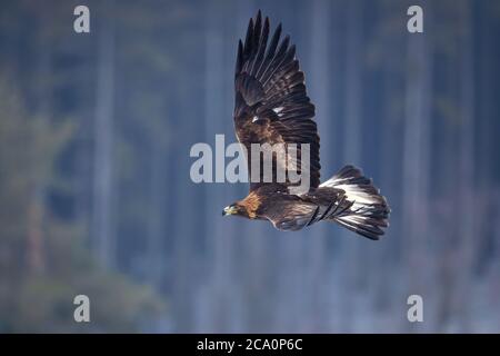 Der Steinadler (Aquila chrysaetos) ist einer der bekanntesten Greifvögel der nördlichen Hemisphäre. Es ist die am weitesten verbreitete Adlerart Stockfoto