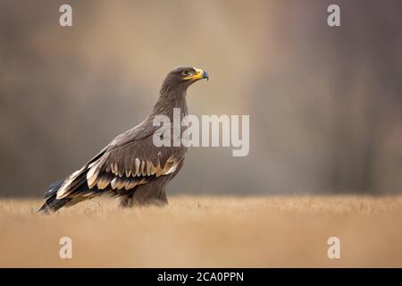 Der Steppenadler (Aquila nipalensis) ist ein großer Raubvogel. Wie alle Adler gehört sie zur Familie Accipitridae. Stockfoto