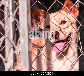 Ein Hund, der in einem Käfig sitzt Stockfoto
