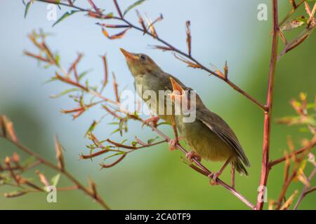 Junge Bar geflügelte prinia auf Baum Zweig Stockfoto