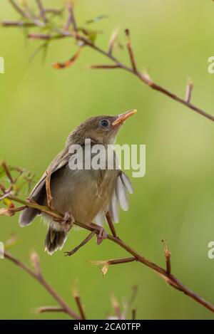 Junge Bar geflügelte prinia auf Baum Zweig Stockfoto