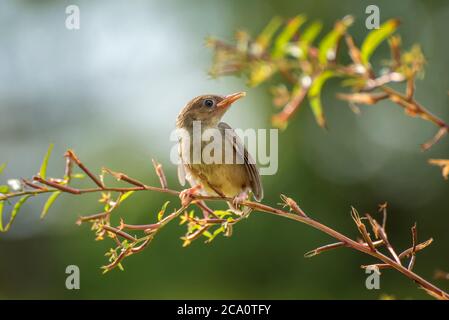 Junge Bar geflügelte prinia auf Baum Zweig Stockfoto