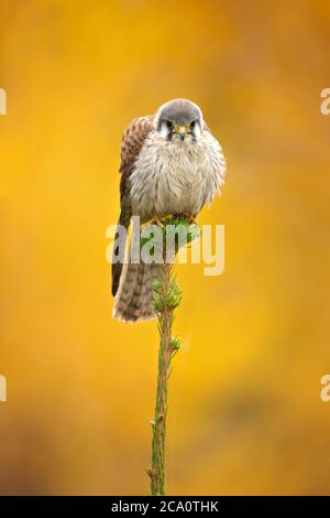 Der amerikanische Turmfalke (Falco sparverius) ist der kleinste und häufigste Falke Nordamerikas. Stockfoto