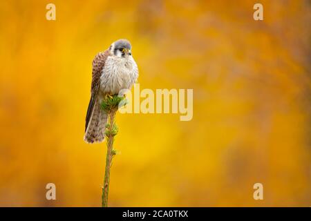 Der amerikanische Turmfalke (Falco sparverius) ist der kleinste und häufigste Falke Nordamerikas. Stockfoto