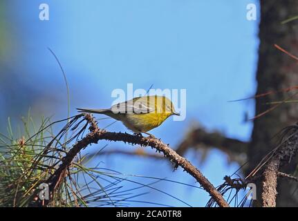 Kiefersänger (Dendroica pinus chrysoleuca) Erwachsener auf Zweig (endemische Unterart) Bahoruco Mountains NP, Dominikanische Republik J Stockfoto