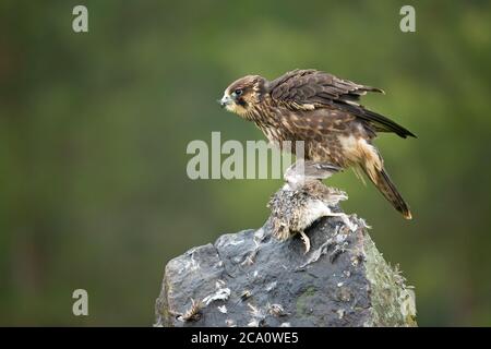 Wanderfalke (Falco peregrinus), auch bekannt als Wanderfalke und historisch als Entenfalke in Nordamerika Stockfoto