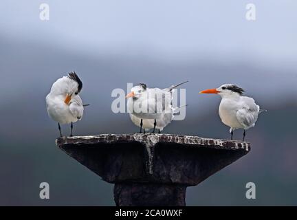 Royal Tern (Sterna maxima) vier Erwachsene stehen auf alten Steg Unterstützung, einer preening Los Haitises NP, Dominikanische Republik Januar 2014 Stockfoto