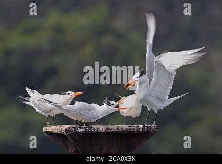 Royal Tern (Sterna maxima) vier Erwachsene stehen auf alten Steg zanken Los Haitises NP, Dominikanische Republik Januar 2014 Stockfoto