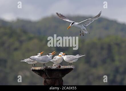 Royal Tern (Sterna maxima) vier Erwachsene stehen auf alten Steg Unterstützung mit einem anderen versuchen, sie Los Haitises NP, Dominikanische Republik beitreten Stockfoto