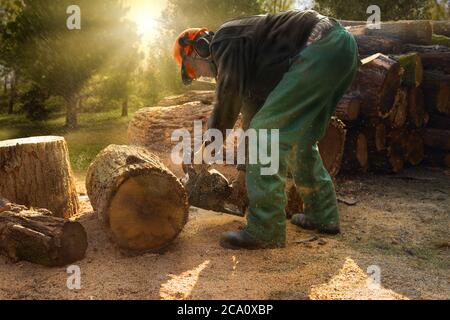 Fällender Baum mit Kettensäge im Wald bei Sonnenuntergang und Fackeln Stockfoto