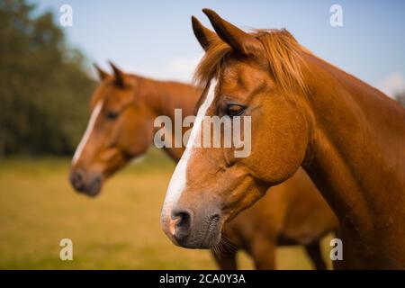 Pferdekopf und Hals im Profil auf der Wiese Stockfoto