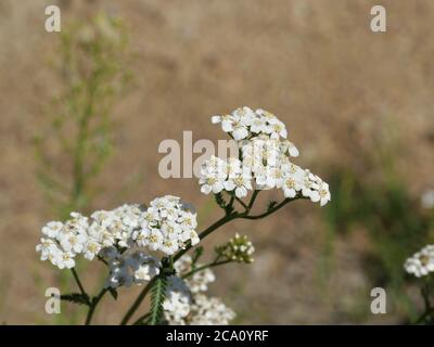 blütenstand von weißen Blüten der Schafgarbe, Kräuterpflanze Stockfoto